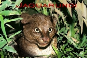 Jaguarundi Mousepad